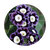 Первоцвет (Primula)