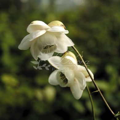 Анемонопсис macrophylla White Flower