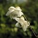 Анемонопсіс macrophylla White Flower